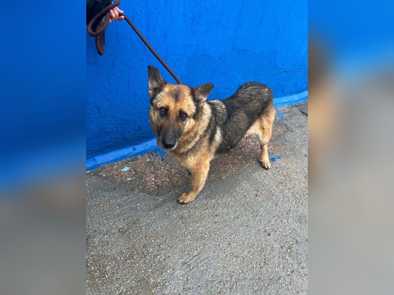 Nora, eine sanfte treue Seele sucht ihren Menschen