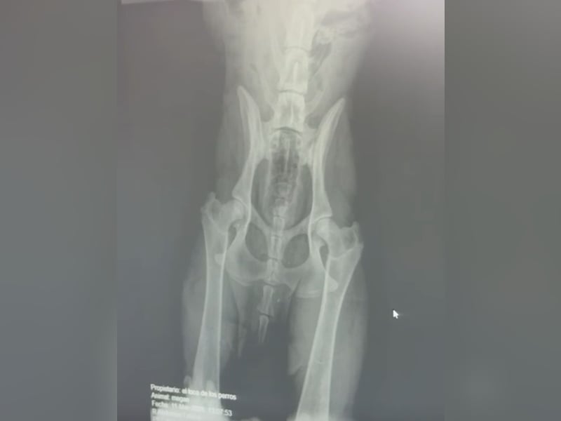 Megan - liebe Schäferhund-Seniorin sucht ein ebenerdiges Zuhause mit Herz