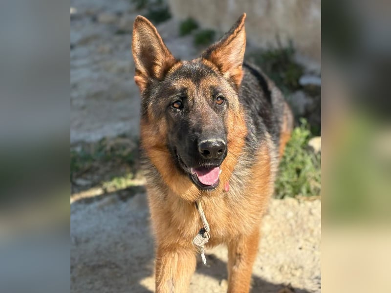 Megan - liebe Schäferhund-Seniorin sucht ein ebenerdiges Zuhause mit Herz