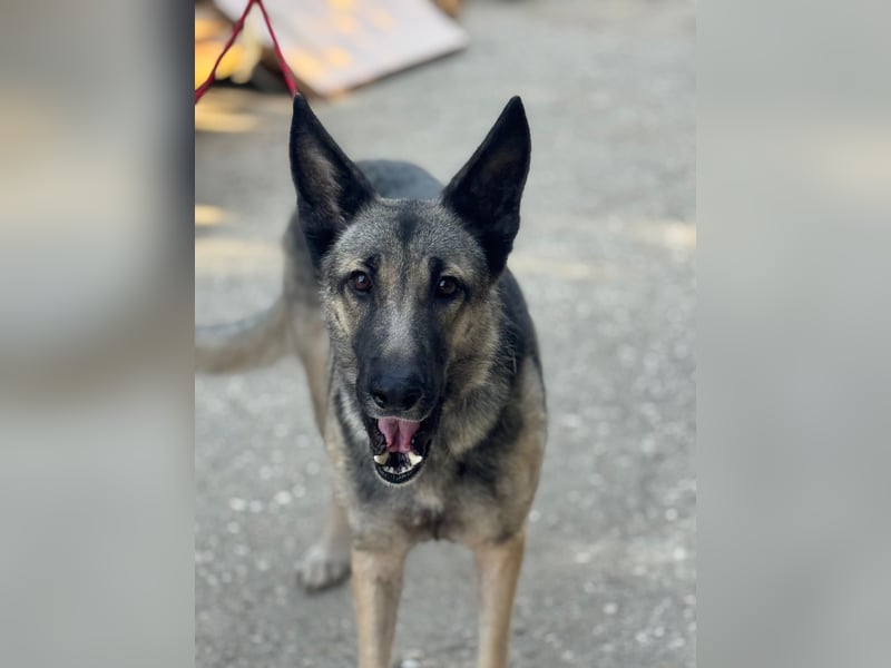 Sombra - sanfte Schäferhündin, sozial und katzenverträglich