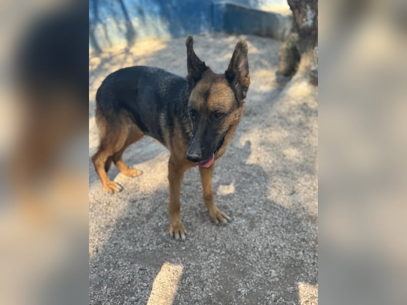 Luci – sanfte Schäferhundseele sucht endlich ihr Zuhause