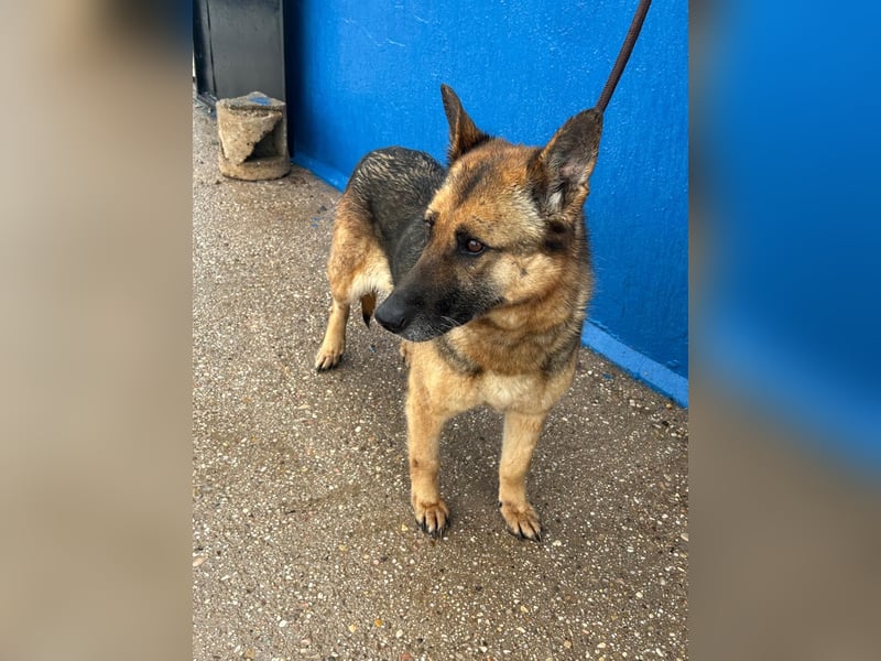 Nora, eine sanfte treue Seele sucht ihren Menschen