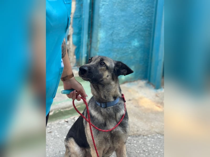 Sombra - sanfte Schäferhündin, sozial und katzenverträglich