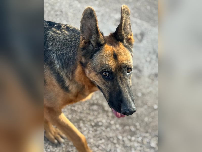 Luci – sanfte Schäferhundseele sucht endlich ihr Zuhause