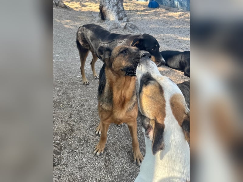 Luci – sanfte Schäferhundseele sucht endlich ihr Zuhause