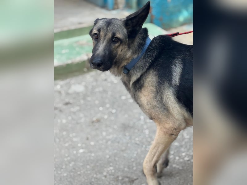 Sombra - sanfte Schäferhündin, sozial und katzenverträglich