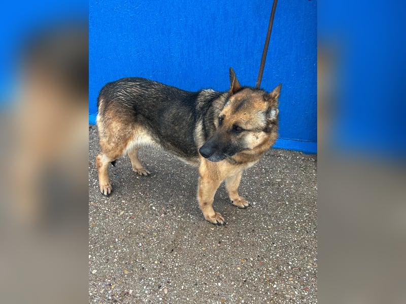 Nora, eine sanfte treue Seele sucht ihren Menschen