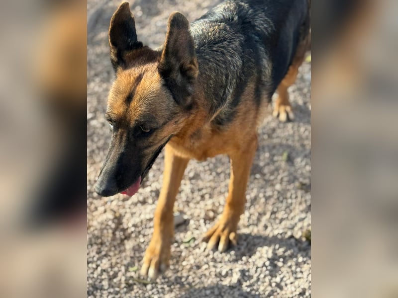 Luci – sanfte Schäferhundseele sucht endlich ihr Zuhause