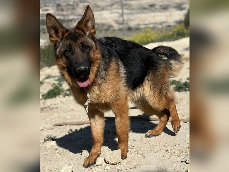 Megan - liebe Schäferhund-Seniorin sucht ein ebenerdiges Zuhause mit Herz