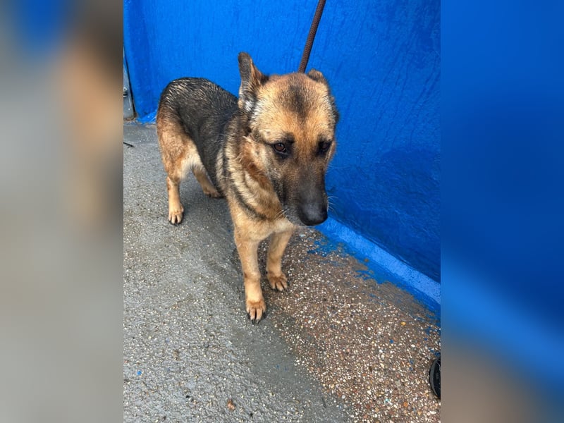 Nora, eine sanfte treue Seele sucht ihren Menschen