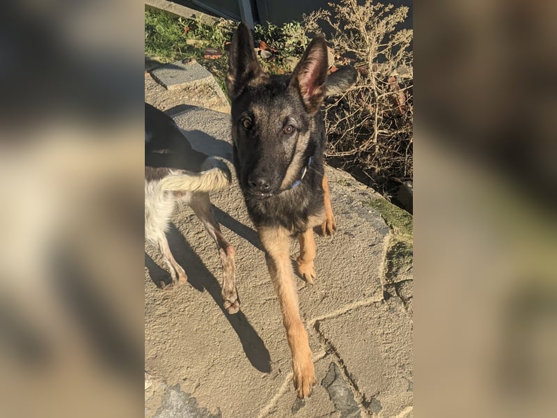 Tizón, freut sich auf Beschäftigung