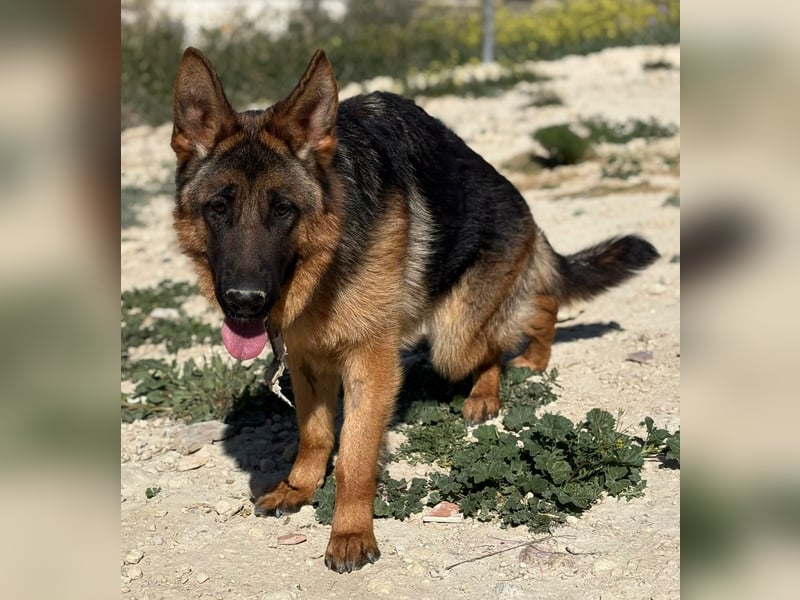 Megan - liebe Schäferhund-Seniorin sucht ein ebenerdiges Zuhause mit Herz