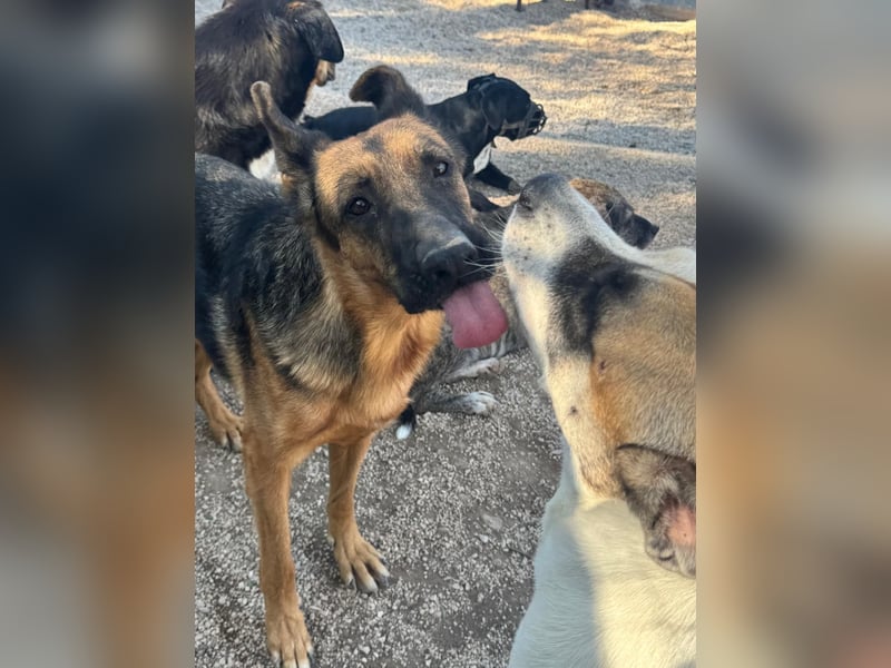 Luci – sanfte Schäferhundseele sucht endlich ihr Zuhause