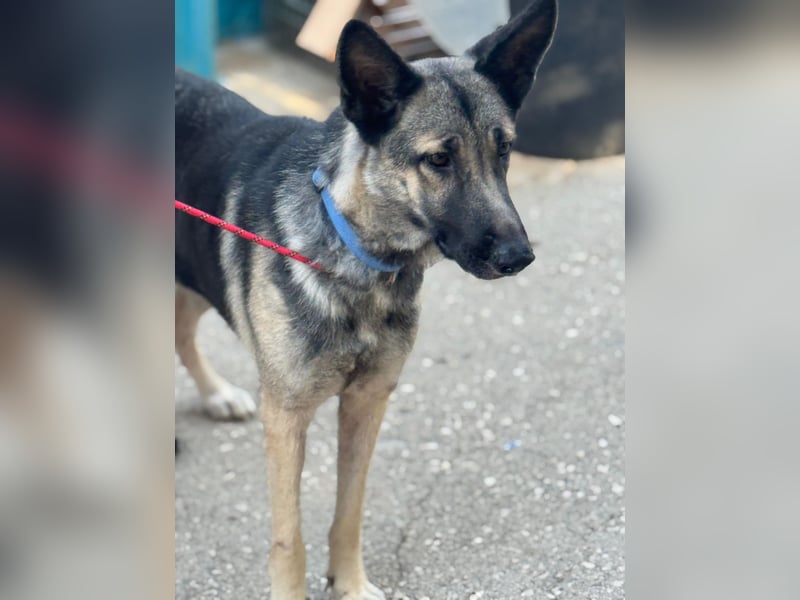 Sombra - sanfte Schäferhündin, sozial und katzenverträglich