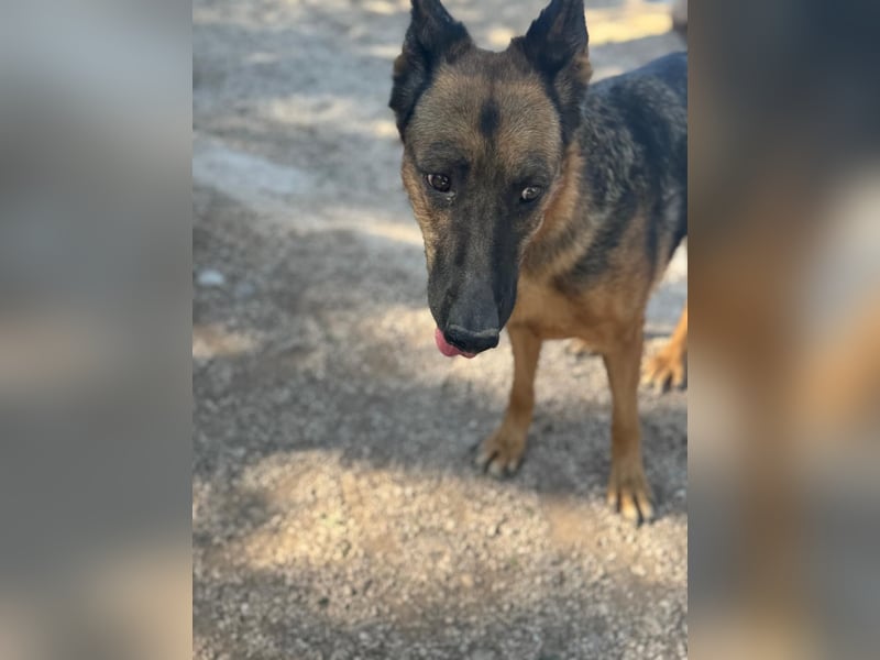 Luci – sanfte Schäferhundseele sucht endlich ihr Zuhause