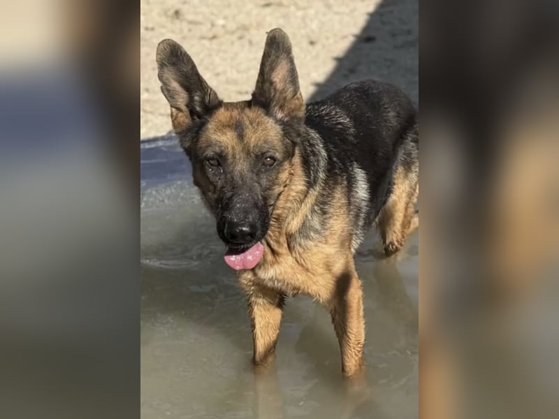 Luci – sanfte Schäferhundseele sucht endlich ihr Zuhause