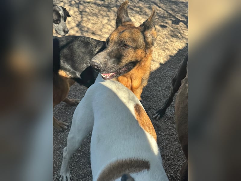 Luci – sanfte Schäferhundseele sucht endlich ihr Zuhause