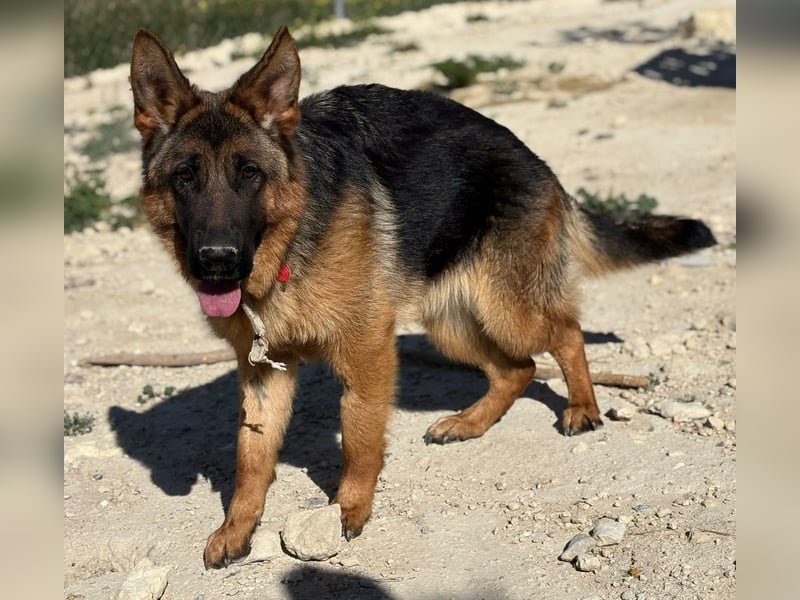 Megan - liebe Schäferhund-Seniorin sucht ein ebenerdiges Zuhause mit Herz