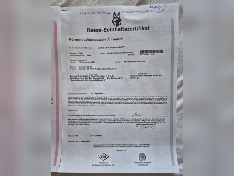 Schwarzer Deutscher Schäferhund