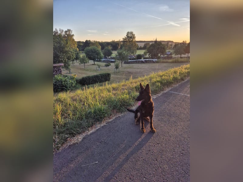 Schwarzer Deutscher Schäferhund