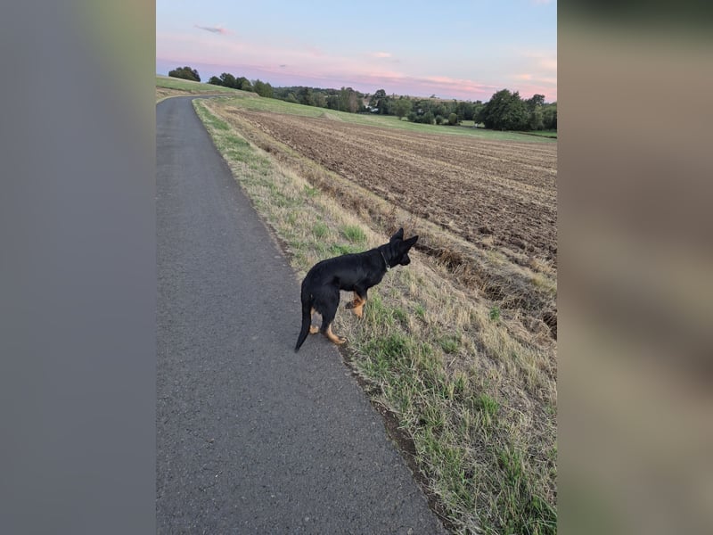 Schwarzer Deutscher Schäferhund