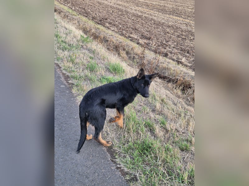 Schwarzer Deutscher Schäferhund