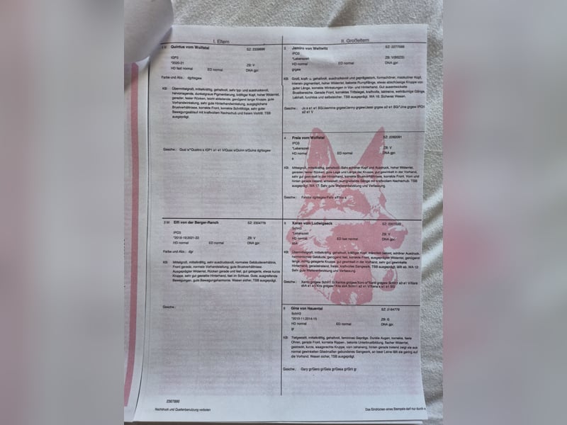 Schwarzer Deutscher Schäferhund