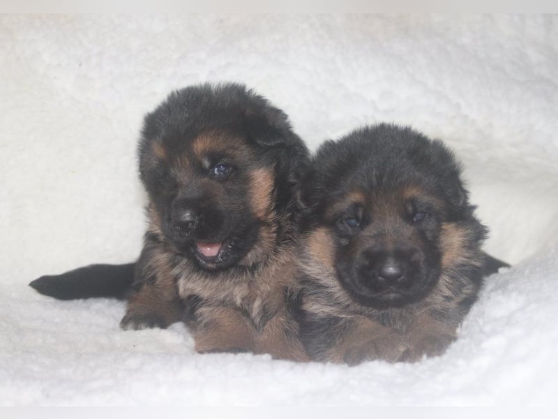 Dt.Schäferhund Welpen, SV, Kör-und Leistungszucht