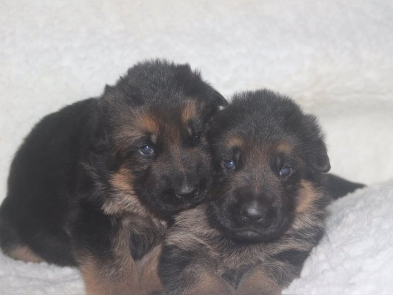 Dt.Schäferhund Welpen, SV, Kör-und Leistungszucht