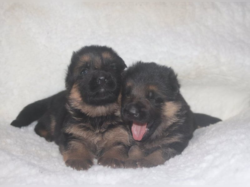 Dt.Schäferhund Welpen, SV, Kör-und Leistungszucht