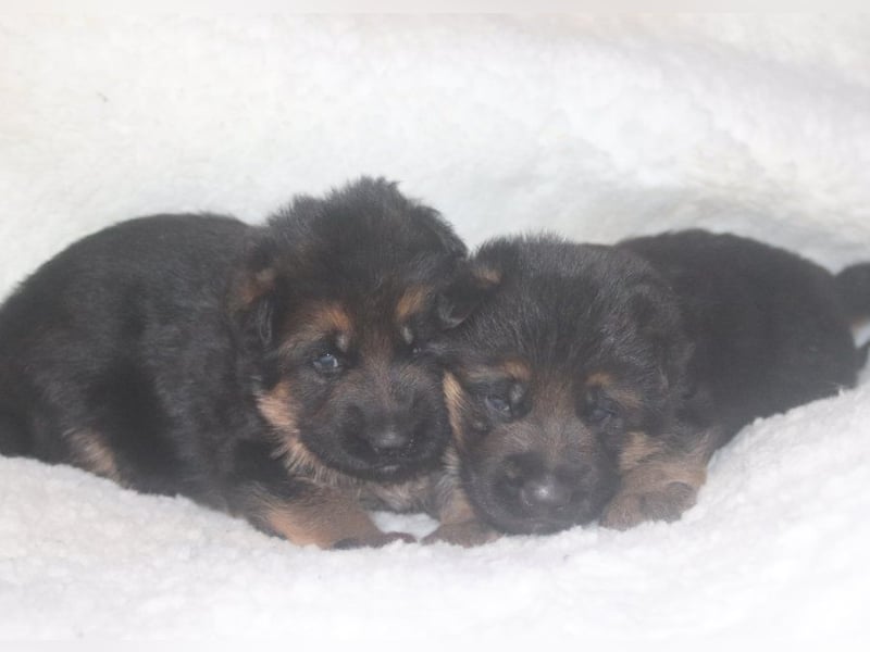 Dt.Schäferhund Welpen, SV, Kör-und Leistungszucht