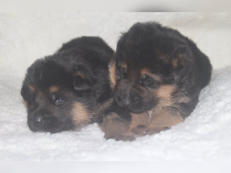 Dt.Schäferhund Welpen, SV, Kör-und Leistungszucht