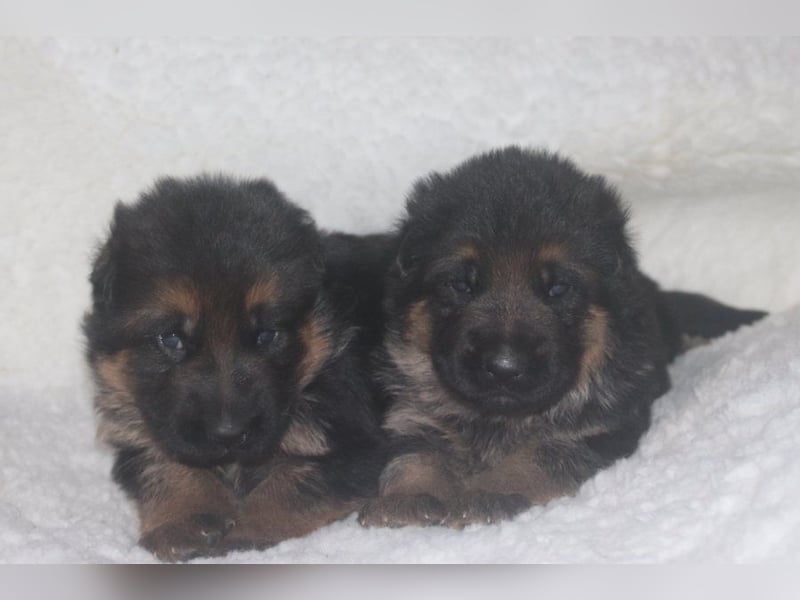Dt.Schäferhund Welpen, SV, Kör-und Leistungszucht