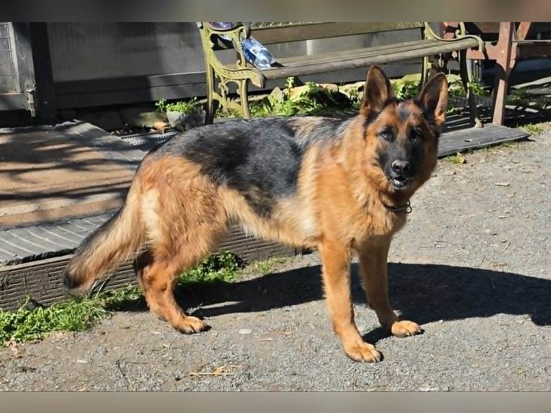 Dt.Schäferhundwelpen, SV/VDH, rote Papiere