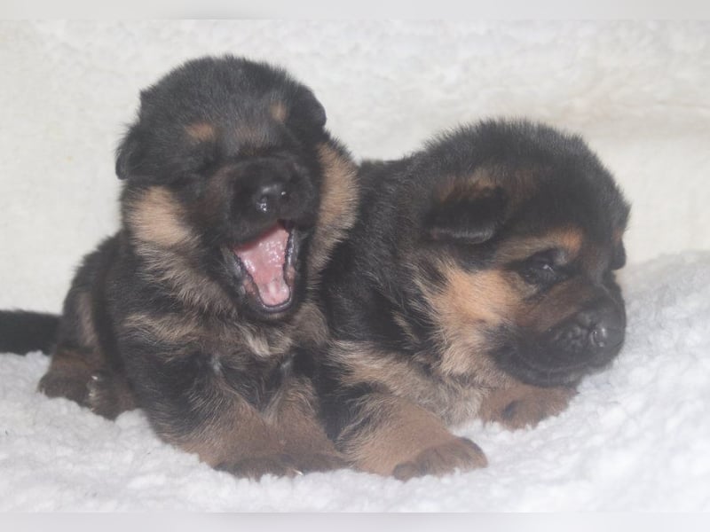 Dt.Schäferhund Welpen, SV, Kör-und Leistungszucht