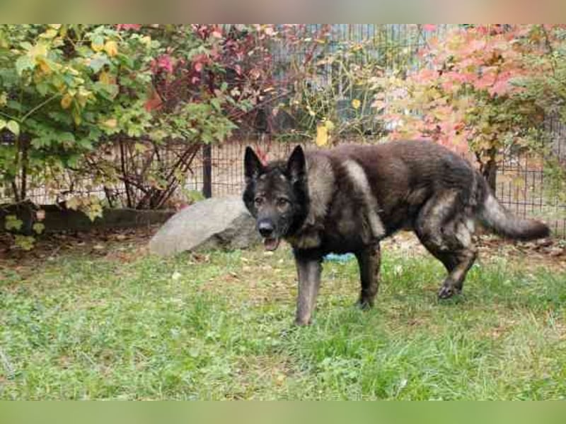 Greifi, Deutscher Schäferhund, geb. 2016, ein echter Vorzeige-Schäferhund, robust, freundlich und gu