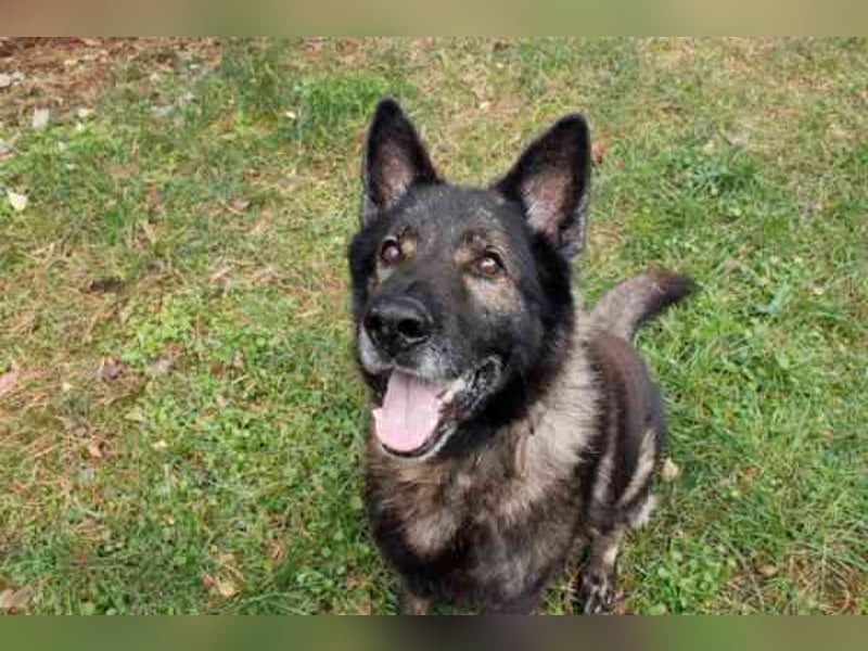 Greifi, Deutscher Schäferhund, geb. 2016, ein echter Vorzeige-Schäferhund, robust, freundlich und gu