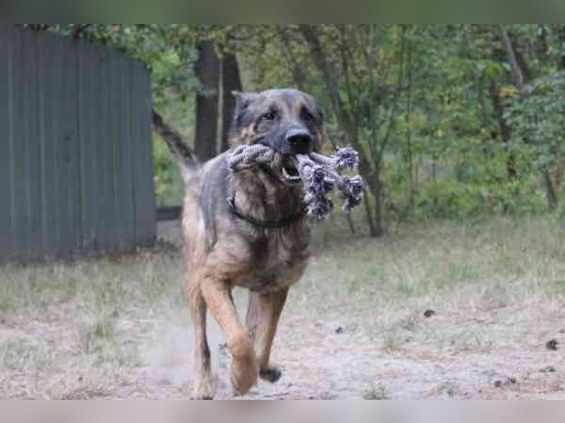 Juno, Deutscher Schäferhund, geb. ca. 2023, wünscht sich eine kombinierte Haus und Hofhaltung