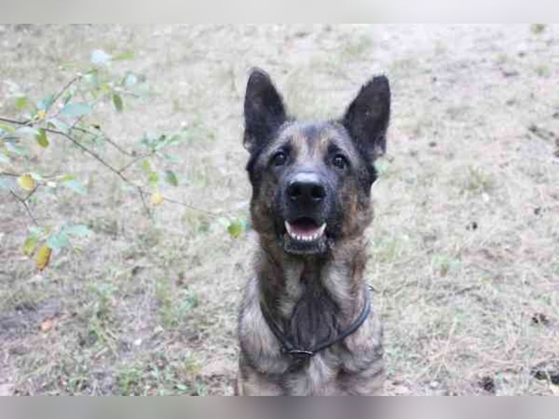 Juno, Deutscher Schäferhund, geb. ca. 2023, wünscht sich eine kombinierte Haus und Hofhaltung