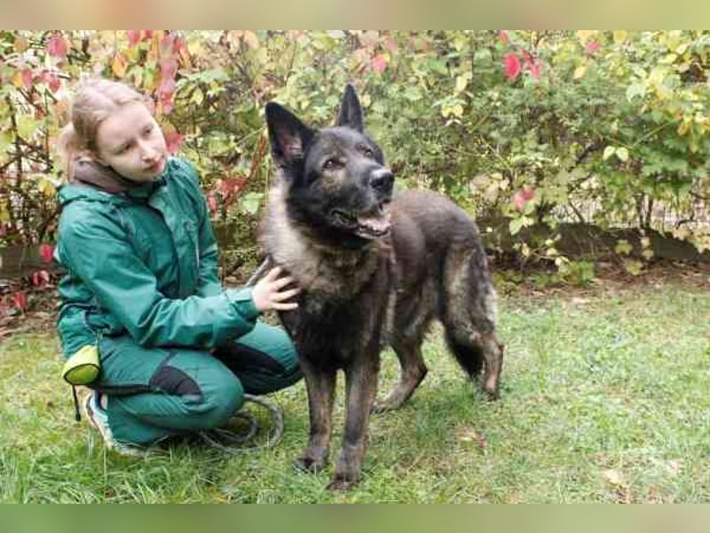 Greifi, Deutscher Schäferhund, geb. 2016, ein echter Vorzeige-Schäferhund, robust, freundlich und gu