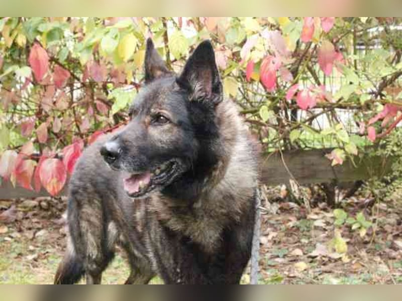 Greifi, Deutscher Schäferhund, geb. 2016, ein echter Vorzeige-Schäferhund, robust, freundlich und gu