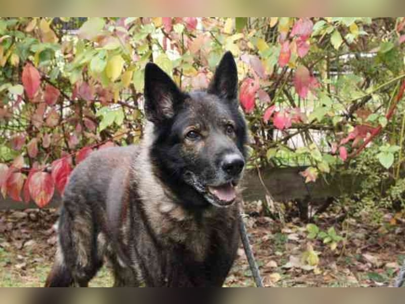 Greifi, Deutscher Schäferhund, geb. 2016, ein echter Vorzeige-Schäferhund, robust, freundlich und gu