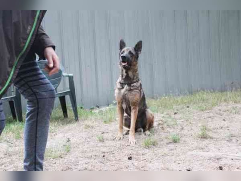 Juno, Deutscher Schäferhund, geb. ca. 2023, wünscht sich eine kombinierte Haus und Hofhaltung