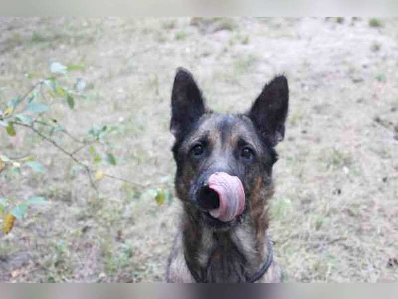 Juno, Deutscher Schäferhund, geb. ca. 2023, wünscht sich eine kombinierte Haus und Hofhaltung
