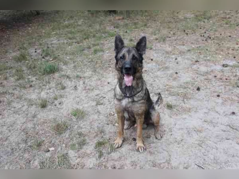 Juno, Deutscher Schäferhund, geb. ca. 2023, wünscht sich eine kombinierte Haus und Hofhaltung
