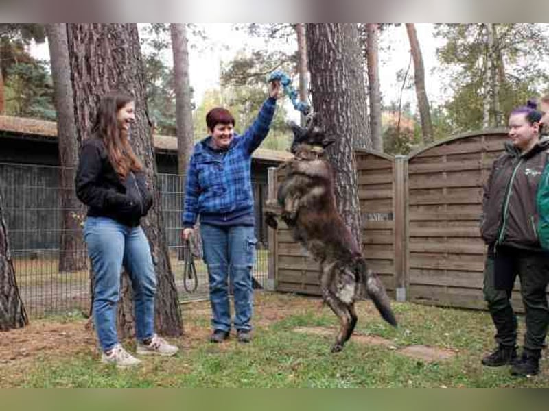 Greifi, Deutscher Schäferhund, geb. 2016, ein echter Vorzeige-Schäferhund, robust, freundlich und gu