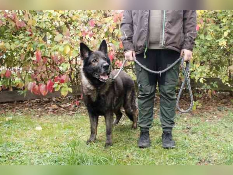 Greifi, Deutscher Schäferhund, geb. 2016, ein echter Vorzeige-Schäferhund, robust, freundlich und gu