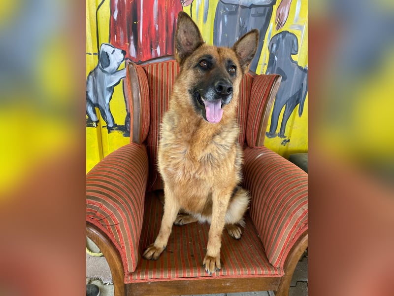 Schäferhunden Doro sucht ab November ein zu Hause oder eine Pflegestelle