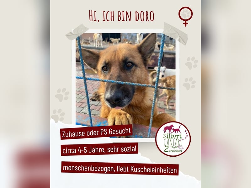 Schäferhunden Doro sucht ab November ein zu Hause oder eine Pflegestelle