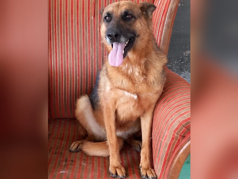 Schäferhunden Doro sucht ab November ein zu Hause oder eine Pflegestelle